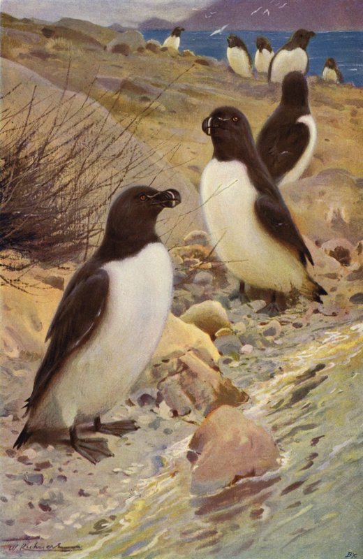 Alk af after Wilhelm Kuhnert