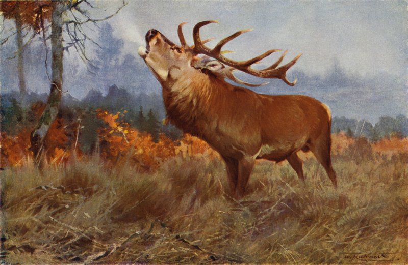 rød Hjort af after Wilhelm Kuhnert