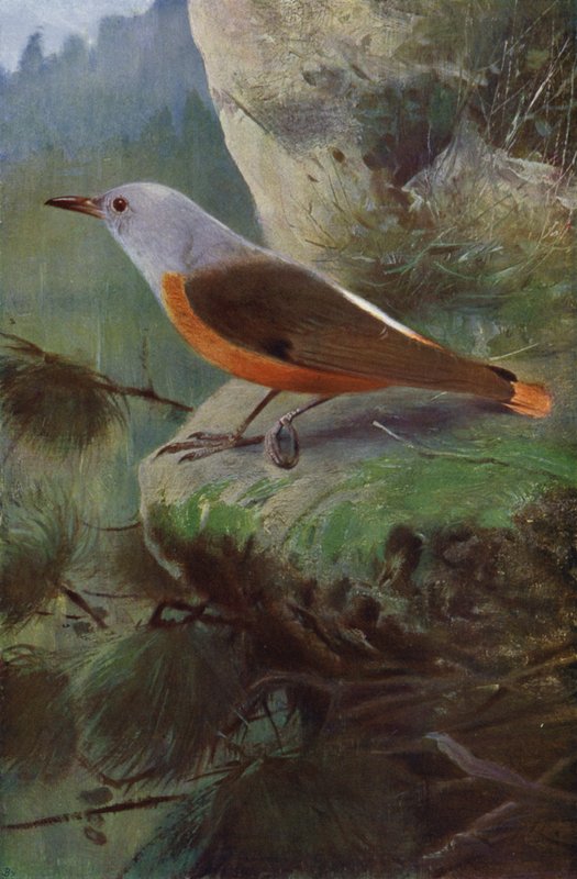 Klippedrossel af after Wilhelm Kuhnert