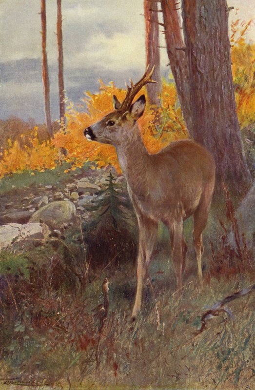 Rådyr af after Wilhelm Kuhnert