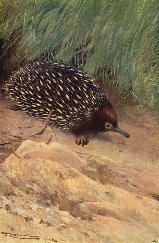 Spiny Myre-æder af after Wilhelm Kuhnert
