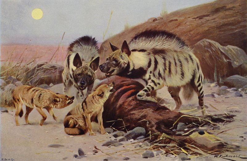 Stribet hyæne og sjakal af after Wilhelm Kuhnert