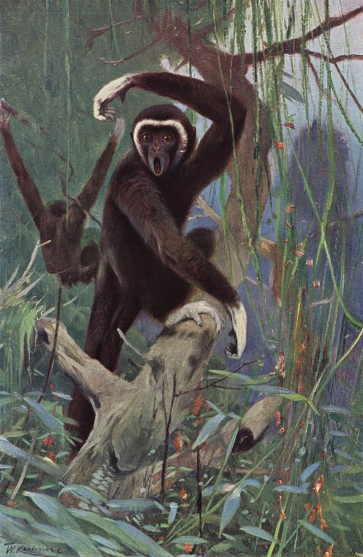Hvidhændet Gibbon af after Wilhelm Kuhnert