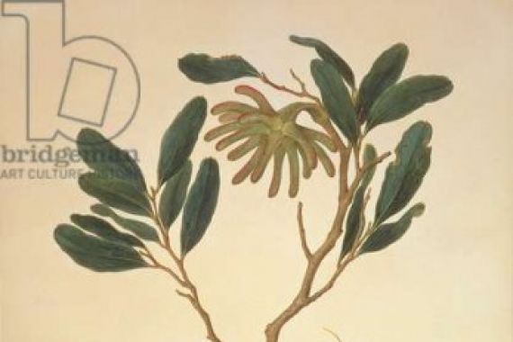 Ferdinand after Bauer