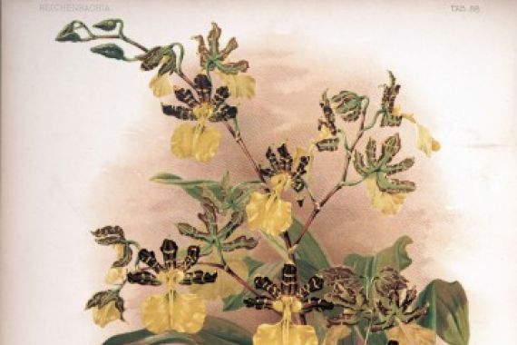 H. Sotheran and Co.