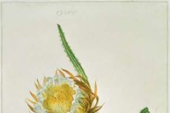 Henriette Gertruide Knip