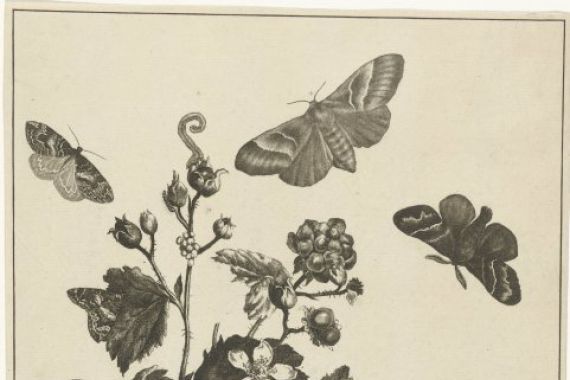 Jacob l'Admiral (II)