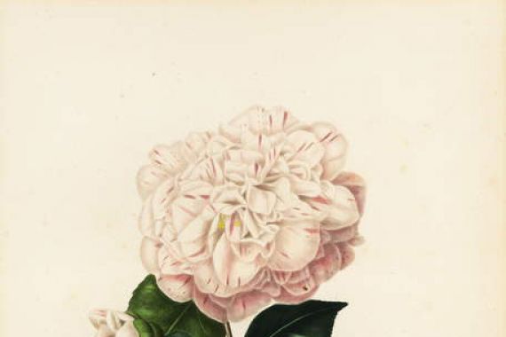 Jakob (after) Jung