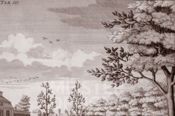 Johann Hermann Knoop