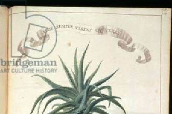 Johanne Godfredo Simula