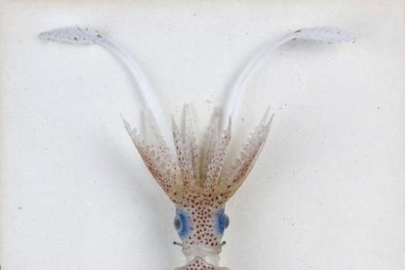 Leopold and Blaschka Blaschka