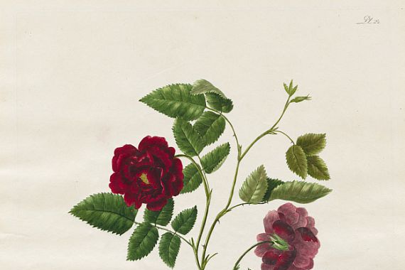 Mary Lawrence