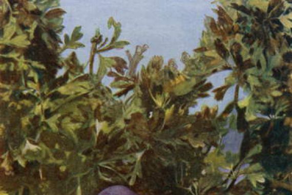 Richard and Cherry Kearton