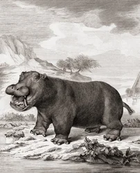 En flodhest (Hippopotamus amphibius)