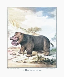 En flodhest (Hippopotamus amphibius)