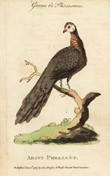 Stor argusfasan, Argusianus argus