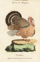 Tyrkiet, Meleagris gallopavo