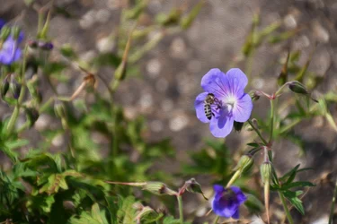 Blomstermalerier i oliestil
