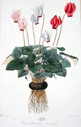 Cyclamen, graveret af Debray (farve litho)