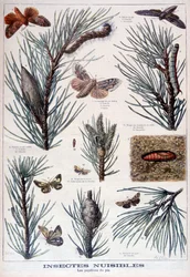 Skadelige insekter: sommerfugle og møl, der beskadiger fyrretræer, 1897