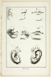 Design: Facial Anatomy fra Encyclopédie