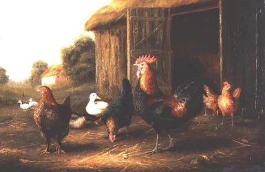 Høns og ænder i en gård