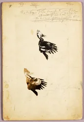 2 Rush-stencils, studiemappe til bogen Concealing Coloration in the Animal Kingdom