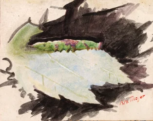 Heterocampa Biundata, Walker, studie til bogen Concealing Coloration in the Animal Kingdom, n.d.