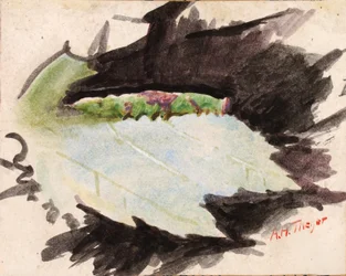 Heterocampa biundata, Walker, illustration til bogen »Concealing Coloration in the Animal Kingdom«