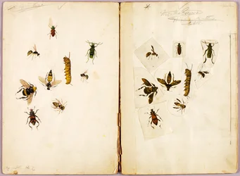 Insekter - farvelagte, studiemappe til bogen Concealing Coloration in the Animal Kingdom