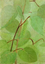 Sphinx Caterpillar, studie til bogen Concealing Coloration in the Animal Kingdom, n.d.