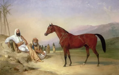 To beduiner med en bugtende arabisk hingst i ørkenen