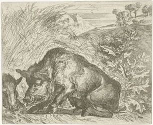 Vildsvin Forskellige dyr (serietitel)