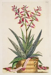 Aloe Vera Costa Spinosa, fra "Phytographia Curiosa", udgivet i 1702 (farvestik)