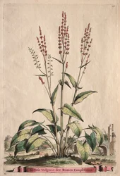 Phytographia Curiosa: Sorrel Vulgaris sive Rumex Canpferinus