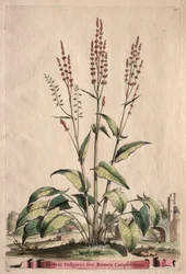 Phytographia Curiosa: Acetosa Vulgaris sive Rumex Canpferinus.