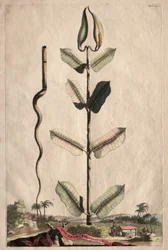 Nysgerrig Phytography: Virginian Apocynum
