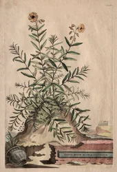 Curious Phytographia: Cistus Minor Rosmarini-Folius
