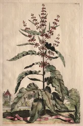 Nysgerrig Phytography: Lapathum Longifolium Curlum
