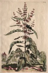 Curious Phytographia: Lappathum Longifolium Crispum.