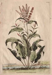 Nysgerrig Phytography: Lapathum Sativum af de gamle