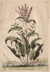 Nysgerrig Phytographia: Lapathum Identificationum Antiquorum.