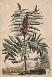 Phytographia Curiosa: Sumach Arbor