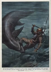 En japansk dykker med en scaphandler blev fortæret af en haj i Stillehavet. Illustration af Achille Beltrame fra "La domenica del corriere"" af 08/08/1937.