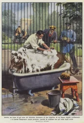 Jackie, en seks-årig løve fra Los Angeles Zoo, tager et lunkent bad?