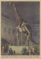Skelettet af det største landdyr, der nogensinde har levet, brachiosaurus?