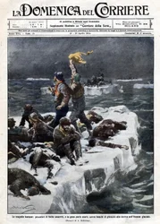 Sælfiskere, hvoraf nogle døde, forblev strandet på havets drivende is. Ill. de Beltrame. "" La Domenica del corriere"". 12-19/04/1914.
