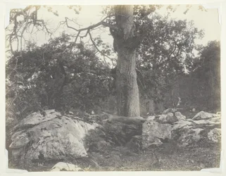 Skov og klipper, Fontainebleau