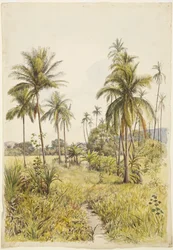Palmer, Colima (akvarel)