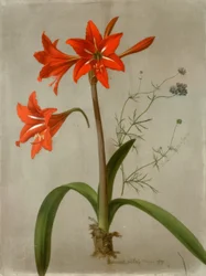 Amaryllis og Gilia